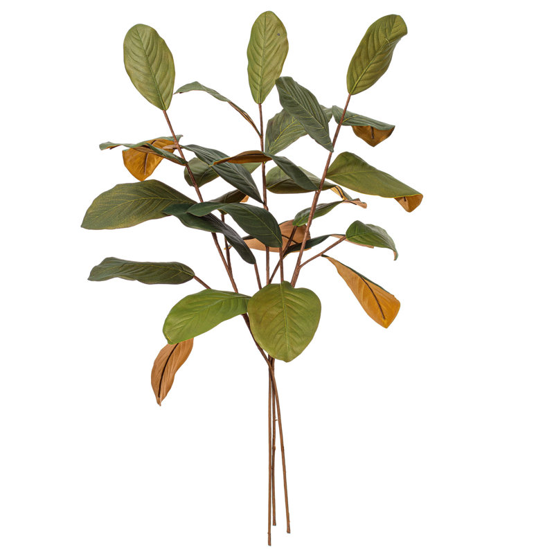 Magnolia