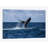 " A Humpback Whale Slaps Its Tail On The Surface Of The Atlantic Ocean " by Ethan Daniels-72070673-72070674-32118794