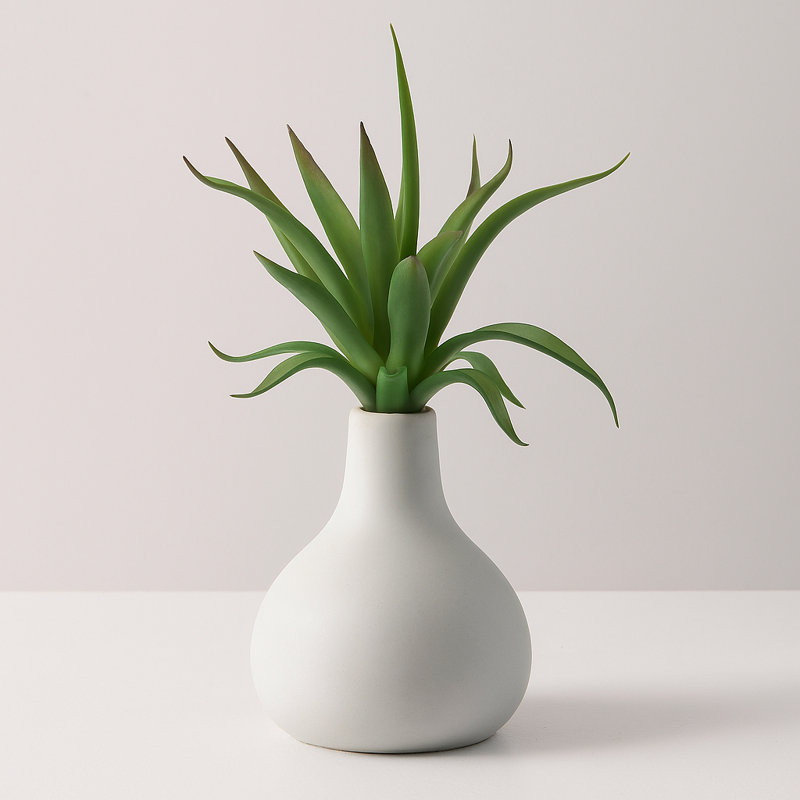 Plante grasse