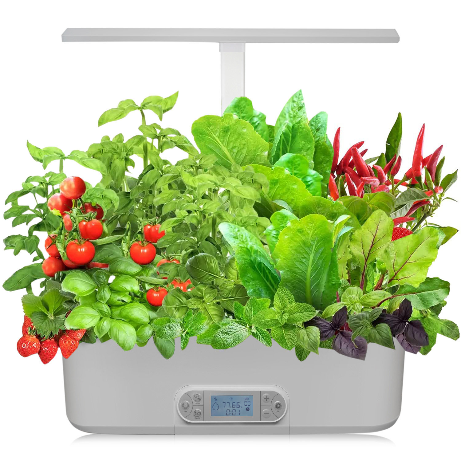 Hydroponic Salad box - (Tue-sat Subscription Free delivery)