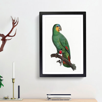 An Orange Winged Amazon Parrot by F. Levaillant - Single Picture Frame Painting