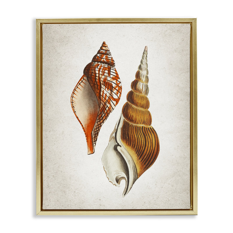 «Twin Spiral Seashells Floater», art mural par Kim Allen, H 21 po x l 17 po, Cadre flottant métallique doré