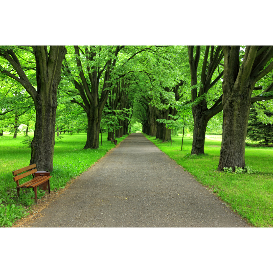 Path In Park von Macroworld - Kunstdrucke ohne Rahmen auf Leinwand