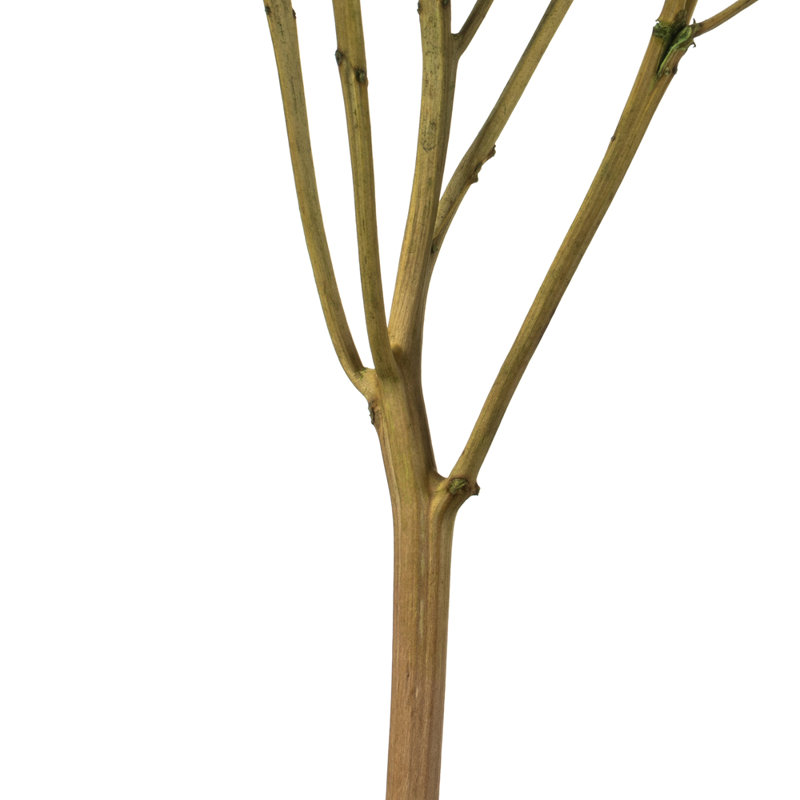 Natural Botanicals 15" Hydrangea with Multiple Branch Segments, Preserved, Antique Moss