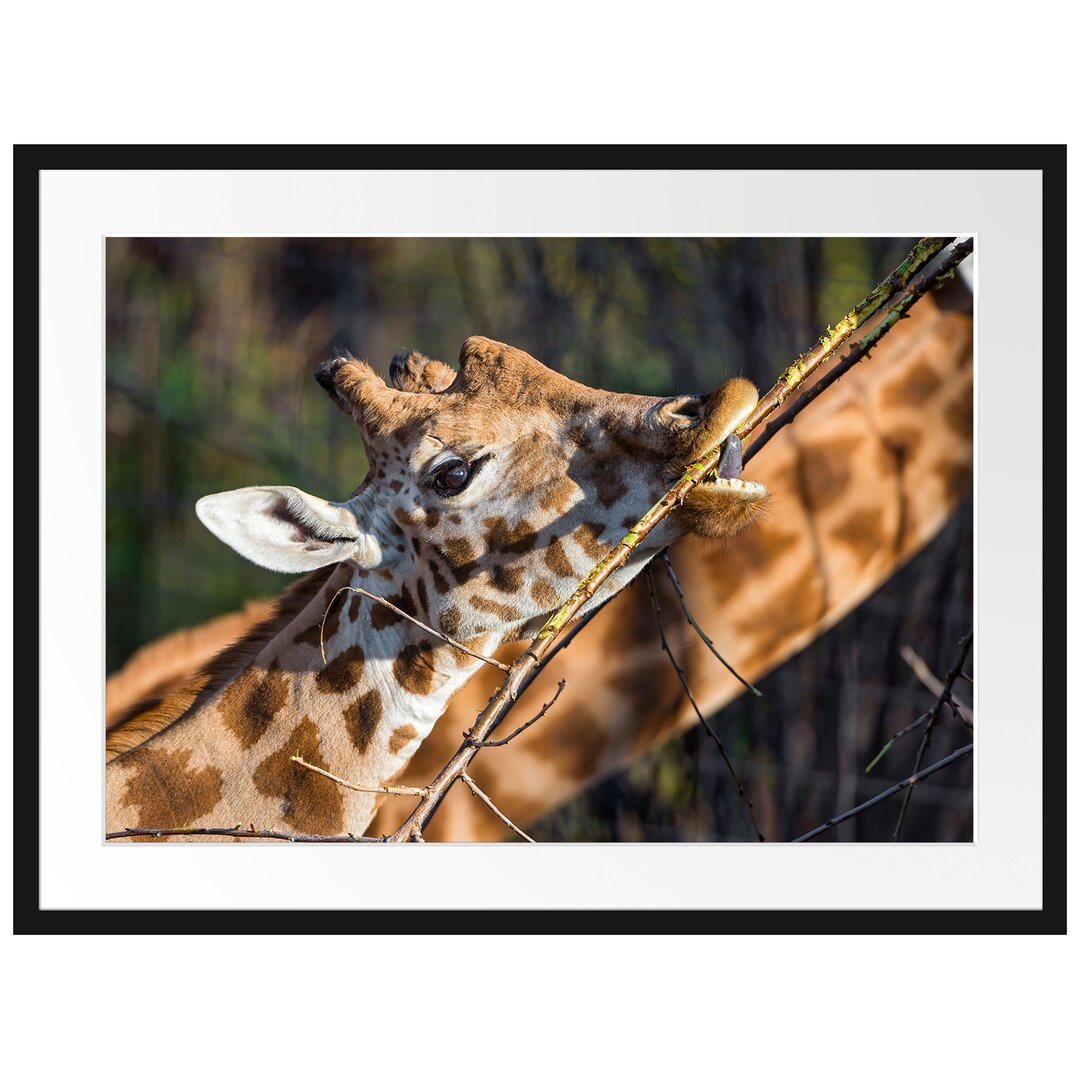 Gerahmtes Poster Fressende Giraffe