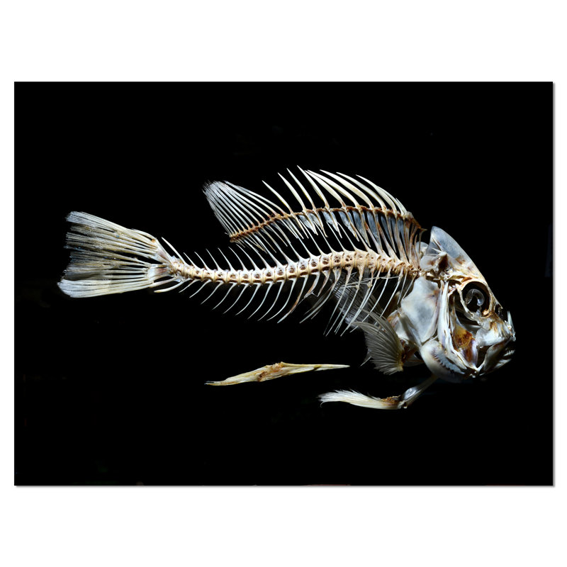 " Fish Skeleton Bone On Black ", 8" H x 12" W