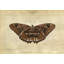 Crackled Canvas Moth III Print