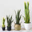 Plant-2028243220