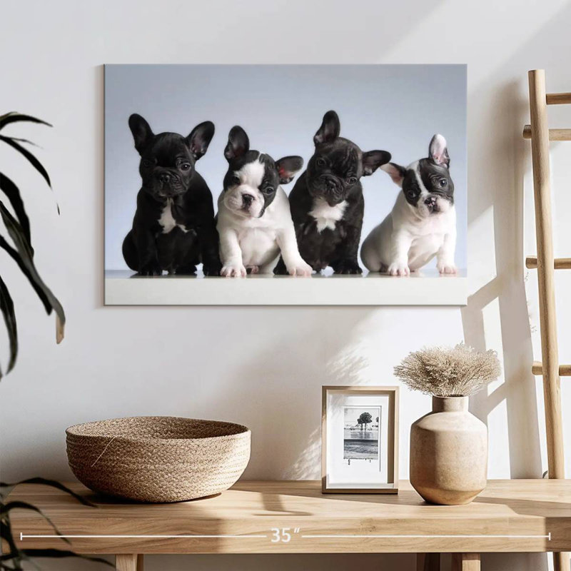 Chiots bouledogue français, H 8 po x l 12 po