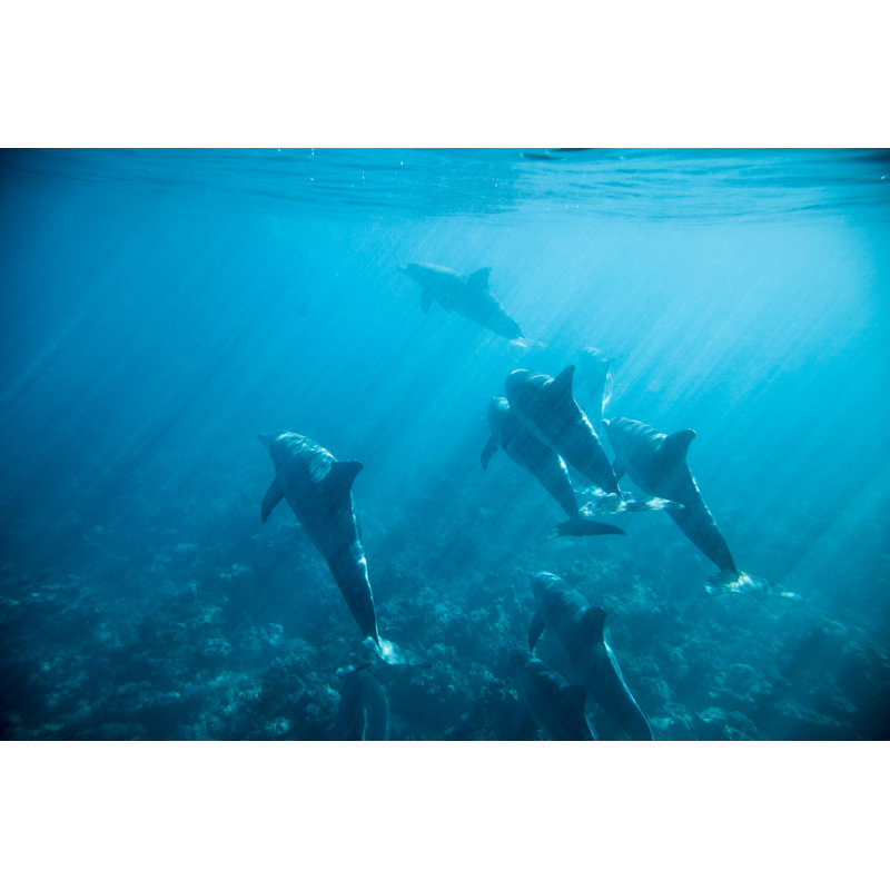 Dolphins by Casarsa, 12" H x 18" W