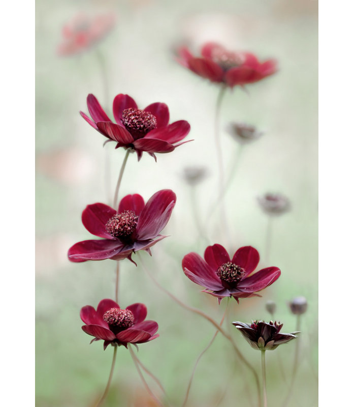 Wrapped Canvas Print, 121.92 cm H x 81.28 cm W