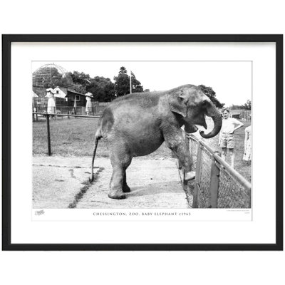 Chessington, Zoo, Baby Elephant C1965 by Francis Frith - Single Picture Frame Print