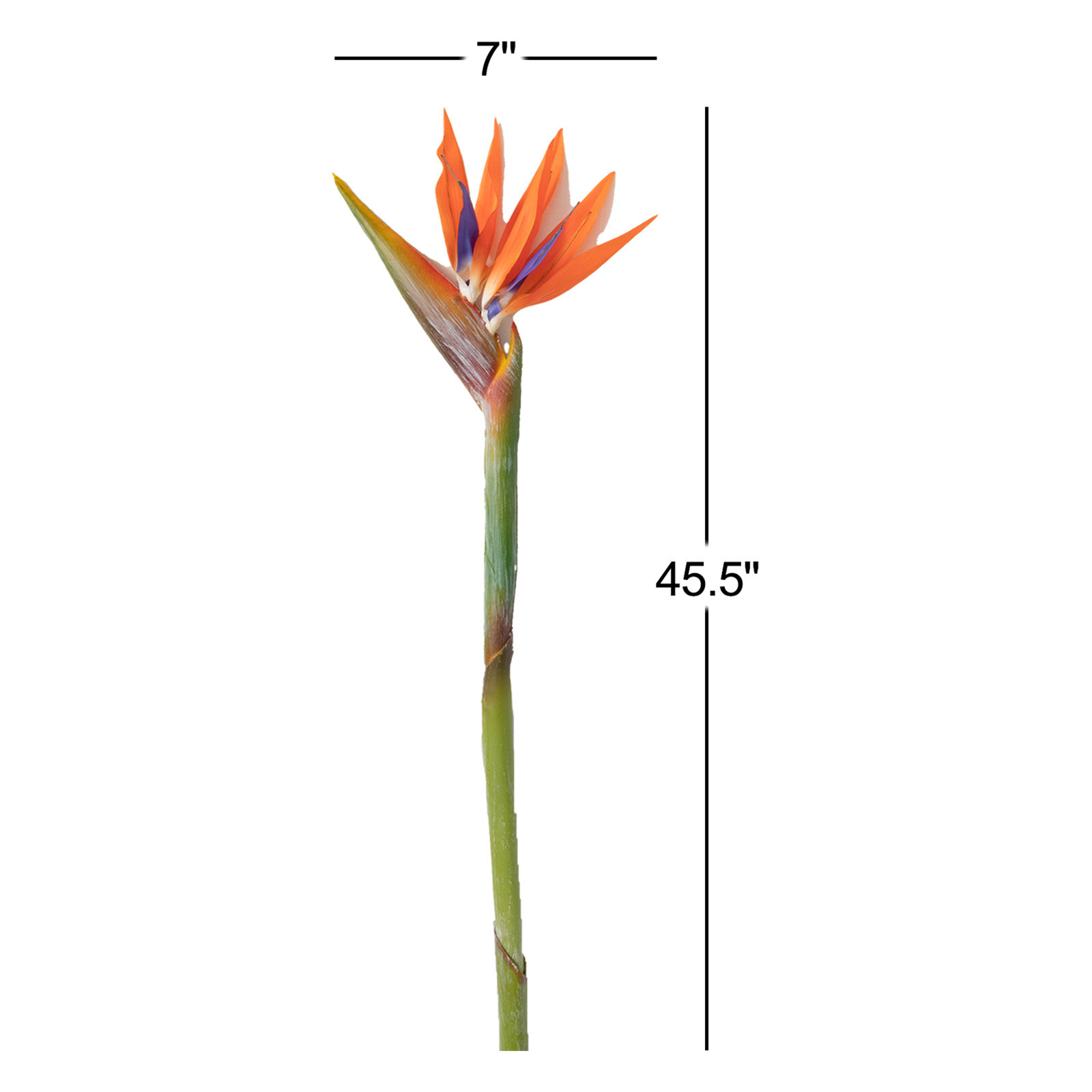 Bird Of Paradise Arrangement