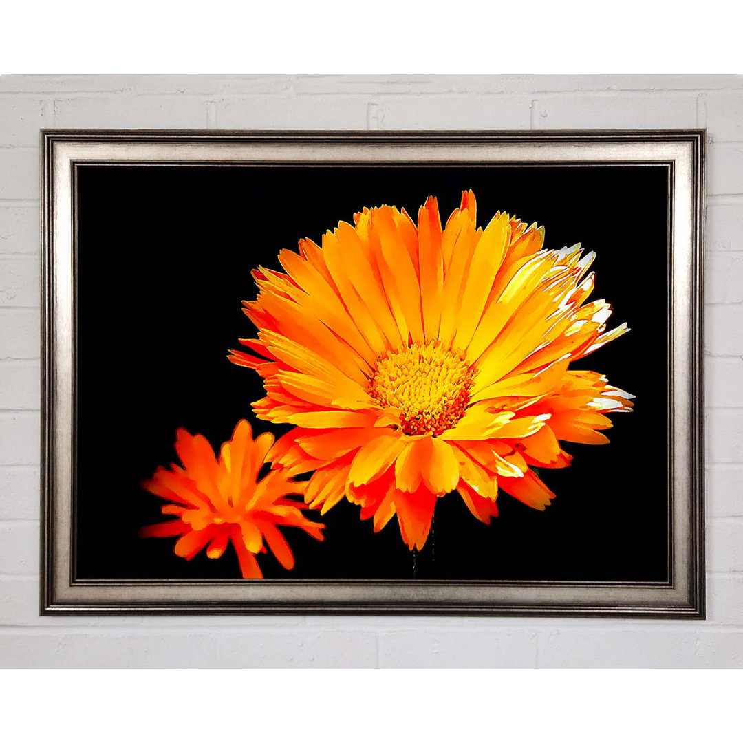 Leuchtend orangefarbene Gerberas - Druck