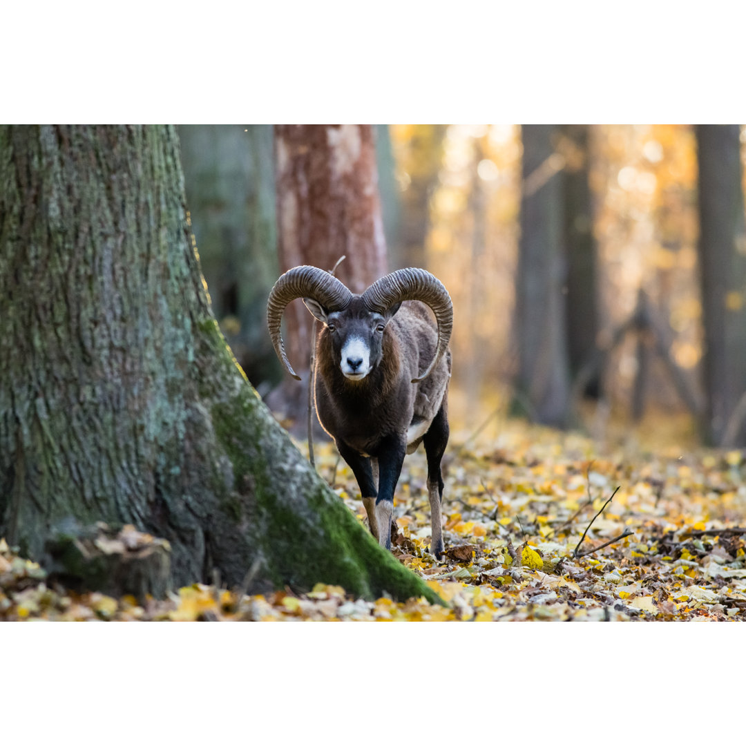 Mufflon von Jarrycz - Druck