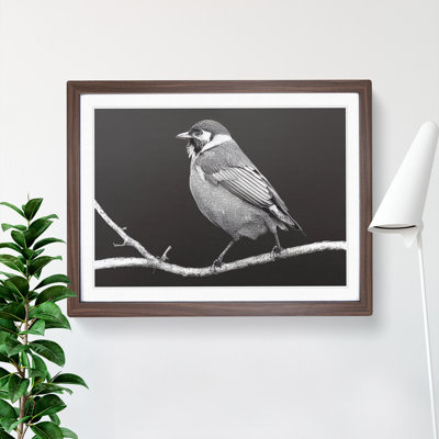 Attractive Bird - Single Picture Frame Print