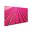 « tulip field rose hot rose », reproduction d’impression sur toile tendue-32707496