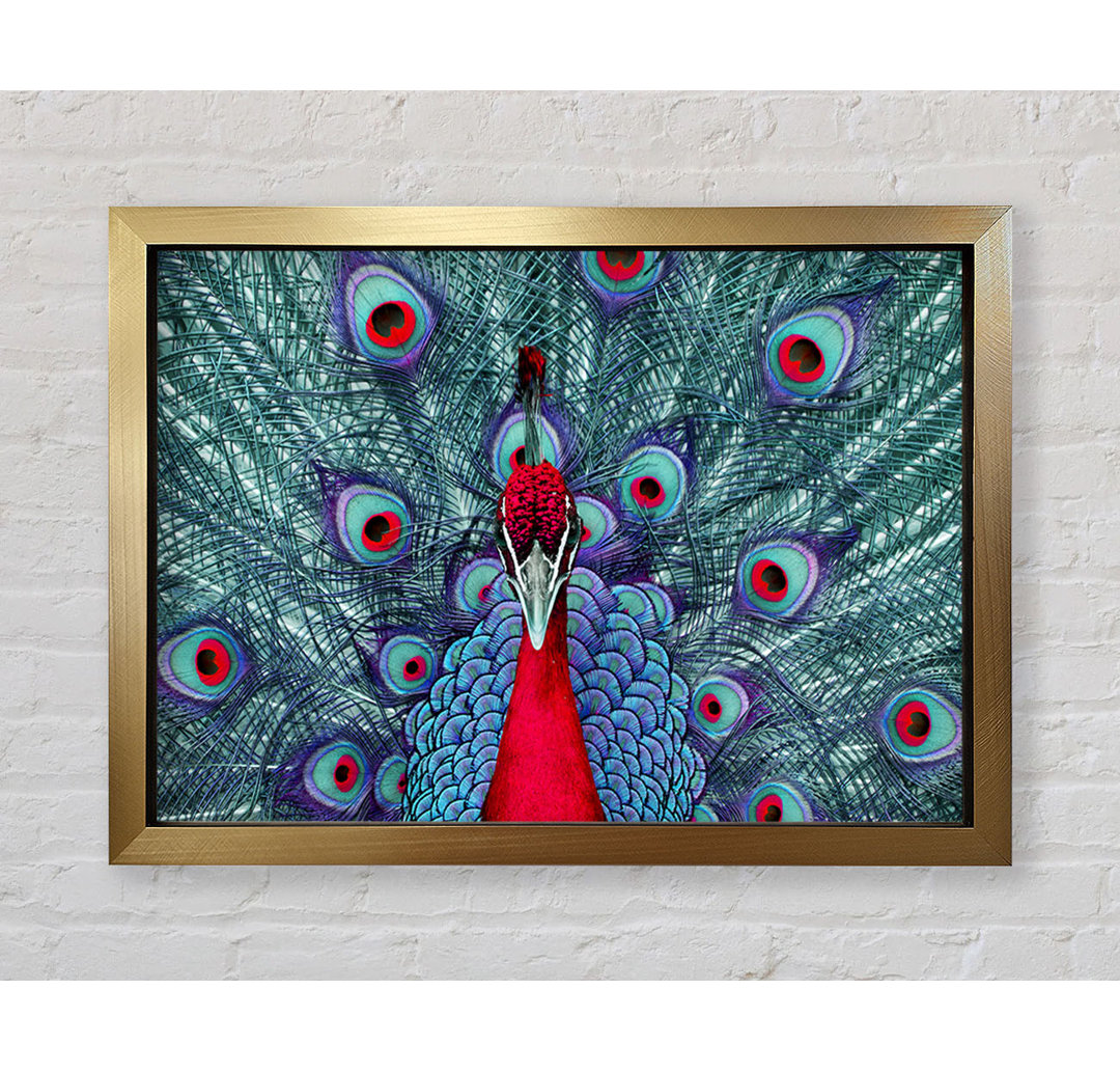 Peacock Beauty - Einzelner Bilderrahmen Kunstdrucke