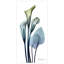 Calla Lily par Albert Koetsier - reproduction de photo sur verre sans cadre