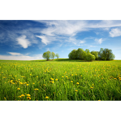 Knowland Field With Dandelions - Wrapped Canvas Print