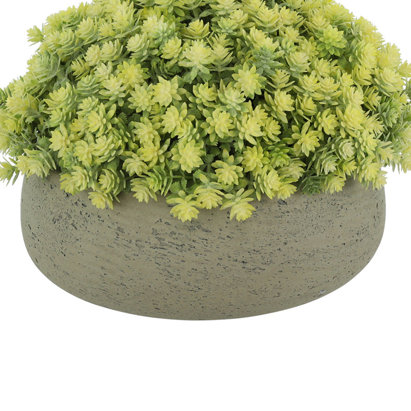 Sedum Arrangement in Fiberstone Pot, 11" H x 11" W x 11" D