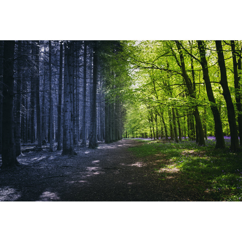 Mysterious Woodland by Simonbradfield - Wrapped Canvas Print, 30cm H x 46cm W x 3.8cm D
