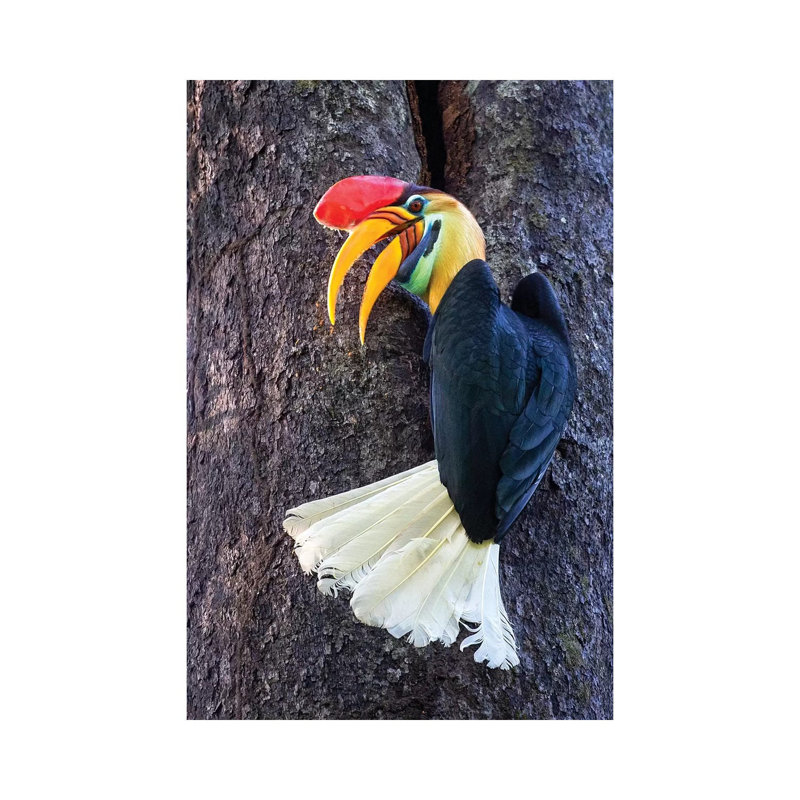«Knobbed Hornbill Sulawesi» par Mogens Trolle - photographie sur toile tendue, H 18 po x l 12 po x 1,5 po
