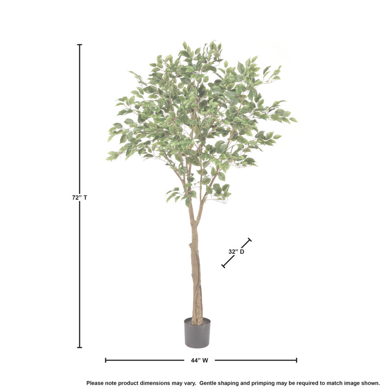Ficus 72 po en pot