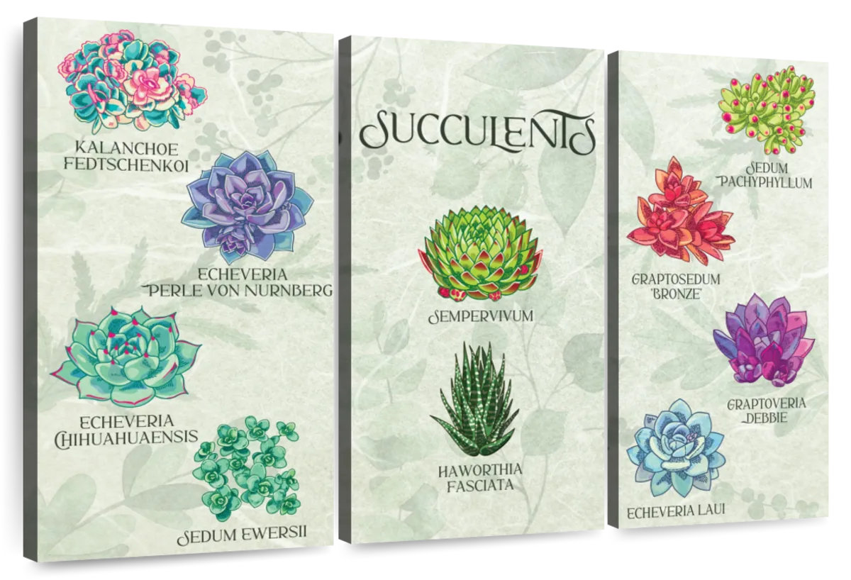 Lark Manor Harnek Succulents Chart | Wayfair