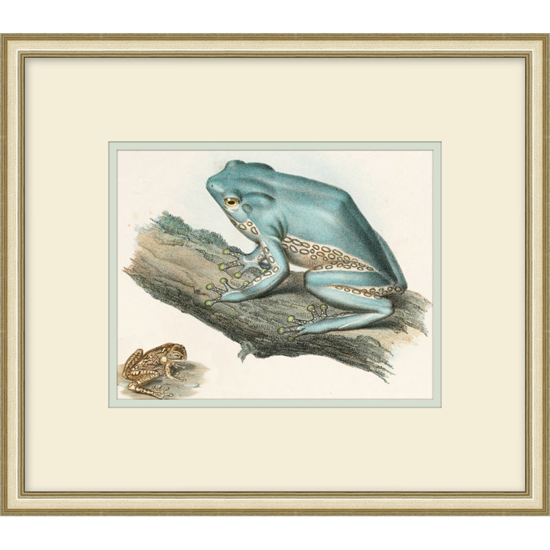 Naturalist Frog 2 Painting