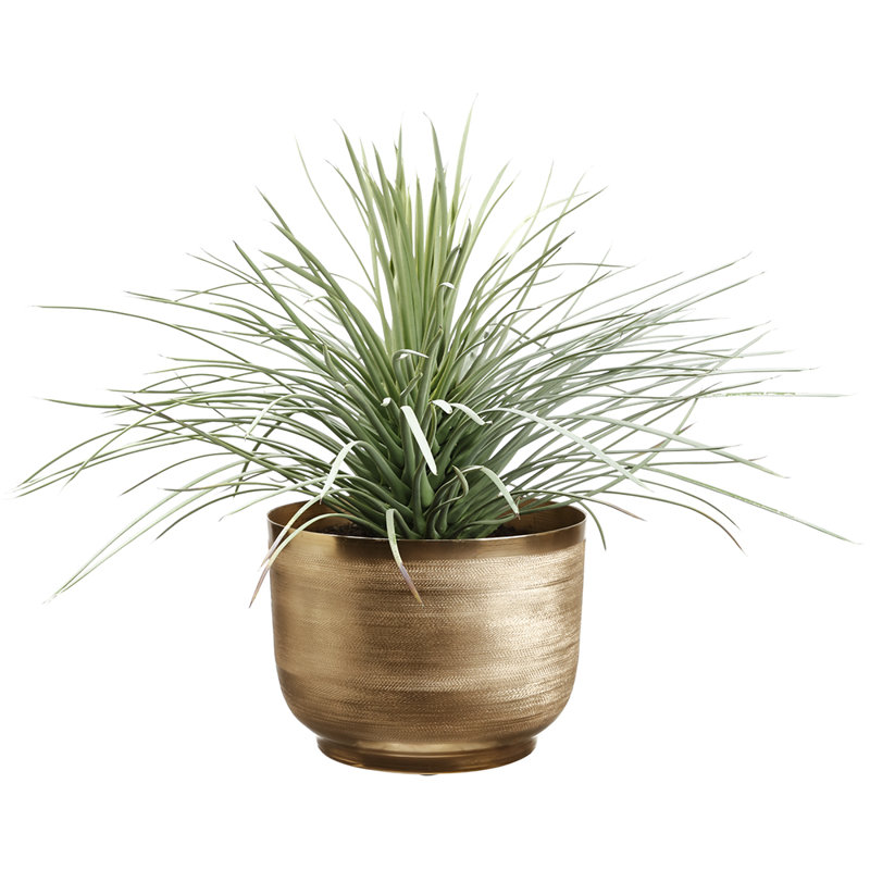 23"WHIPPLE YUCCA PLANT IN POT