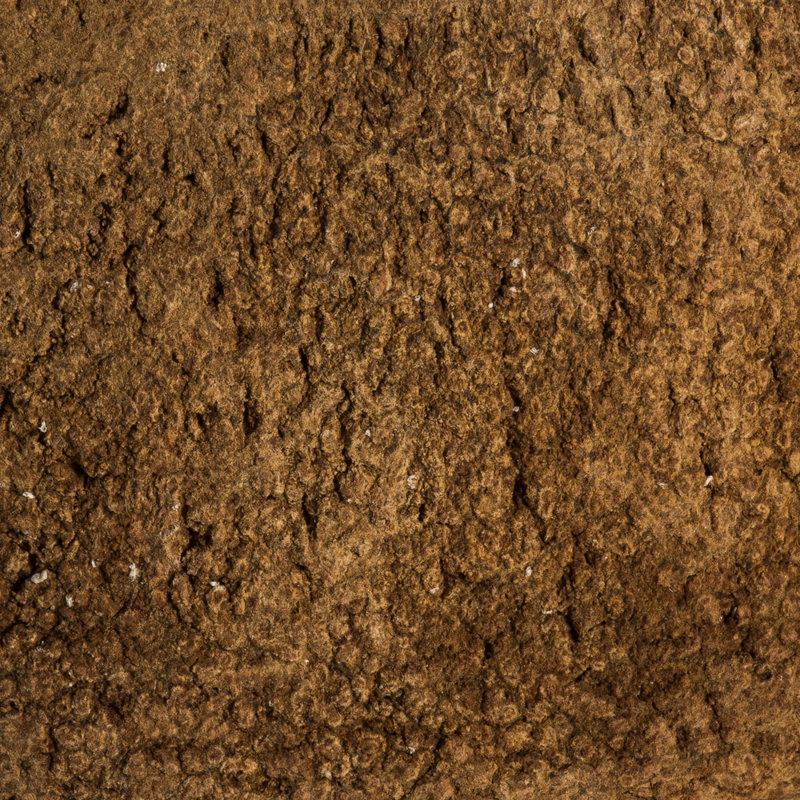 SAPA POD MEDIUM, NATURAL (CP-__), Dried