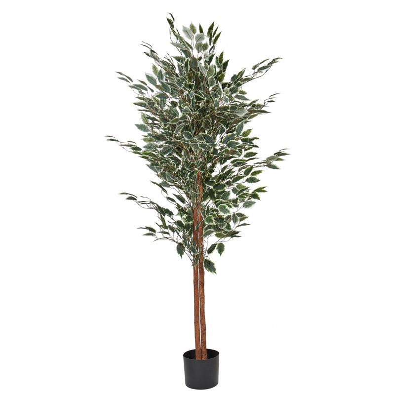 167cm Faux Ficus Tree in Planter