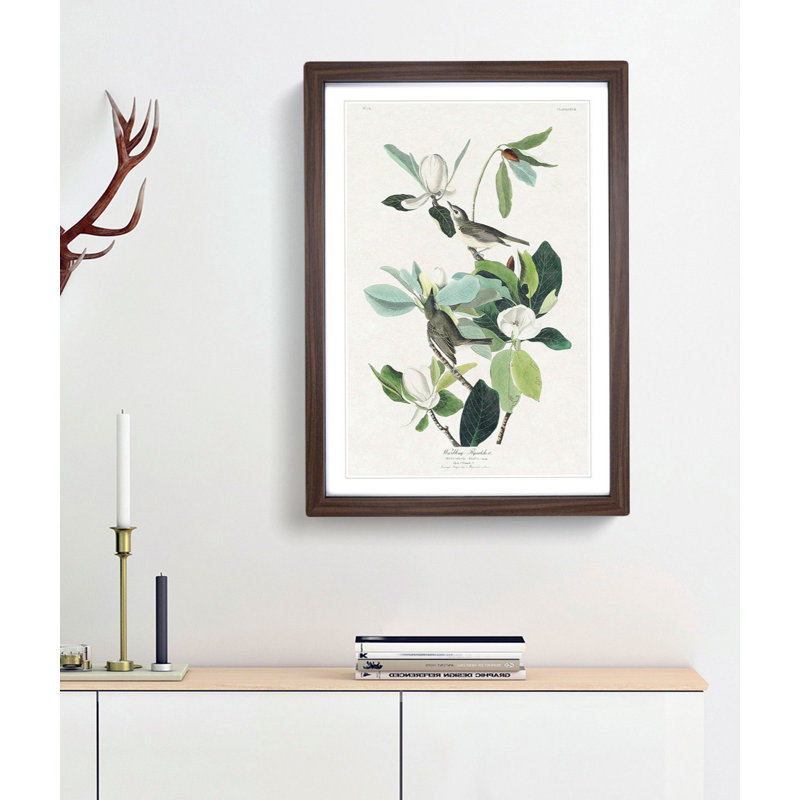 Warbling Flycatcher Birds by John Audubon - Framed Print, 65cm H x 48cm W x 2cm D, Walnut Framed