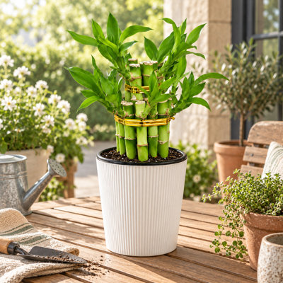 2-Layer Lucky Bamboo Plant