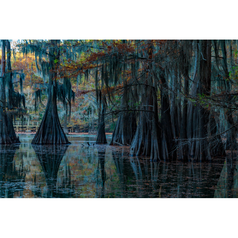 Caddo Lake - Wrapped Canvas Print, 30cm H x 46cm W x 3.8cm D