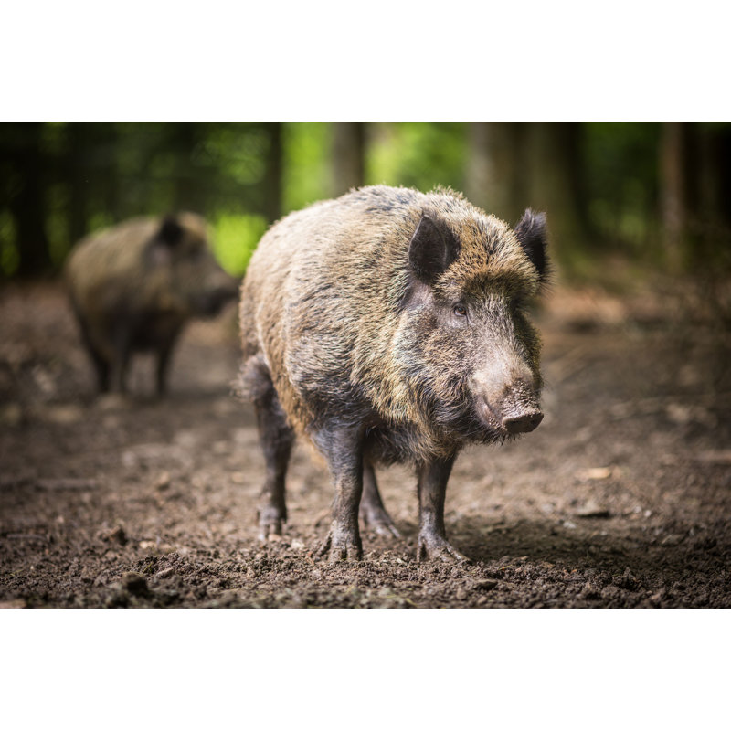 Wild Boar par Viktorcap - photographie sur toile tendue, H 8 po x l 12 po