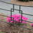 31.5'' H x 36'' W Graphite Metal Fencing Kits