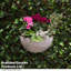Paulet Hanging Planter