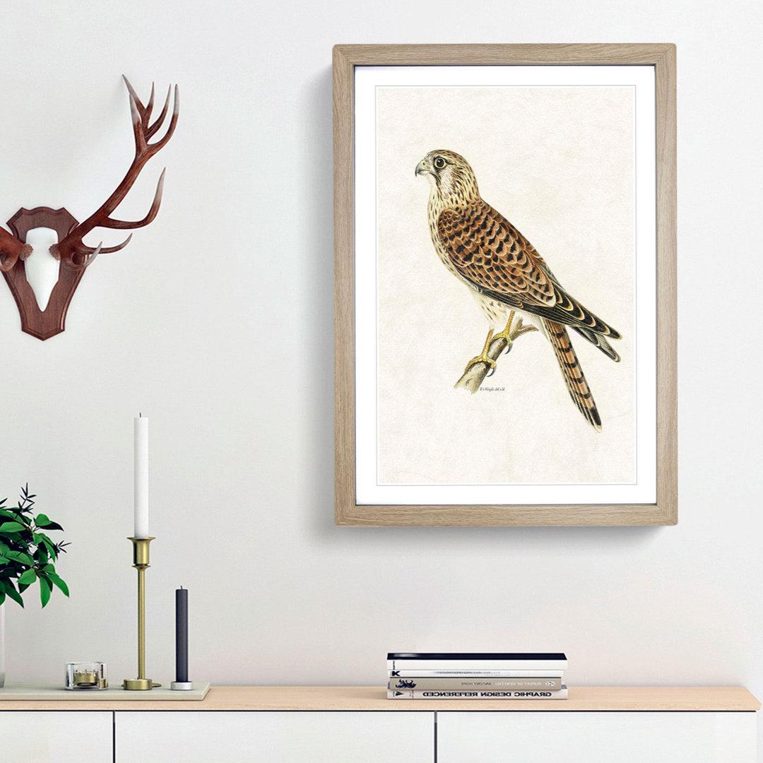 A Common Kestrel by Von Wright - Framed Print