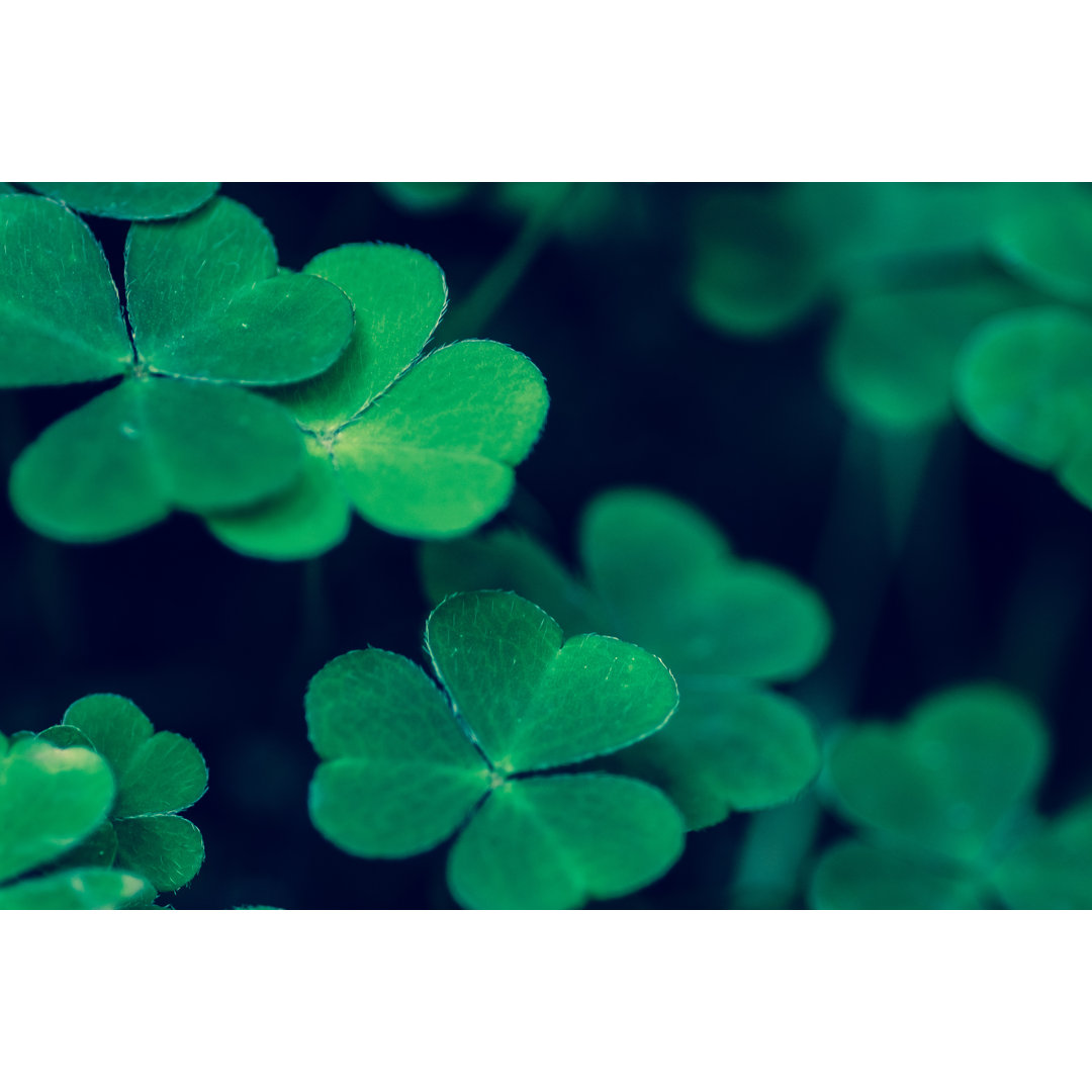 Shamrock (Three Leaf White Clover) von NiallMajury - Leinwandbild