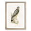 Merlin Falcon by Von Wright - Picture Frame Painting Print-55740137-55740138