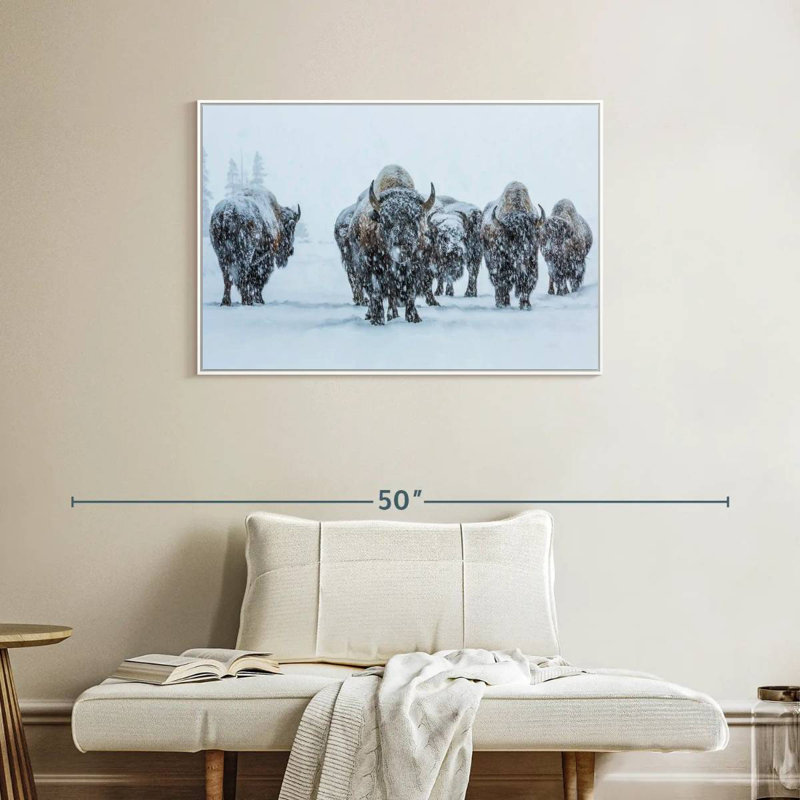Bisons In Yellowstone National Park, 37" X 25", Floating Frame White