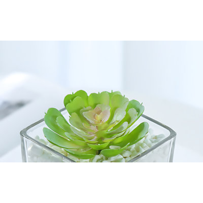 Plante grasse 3,93 po