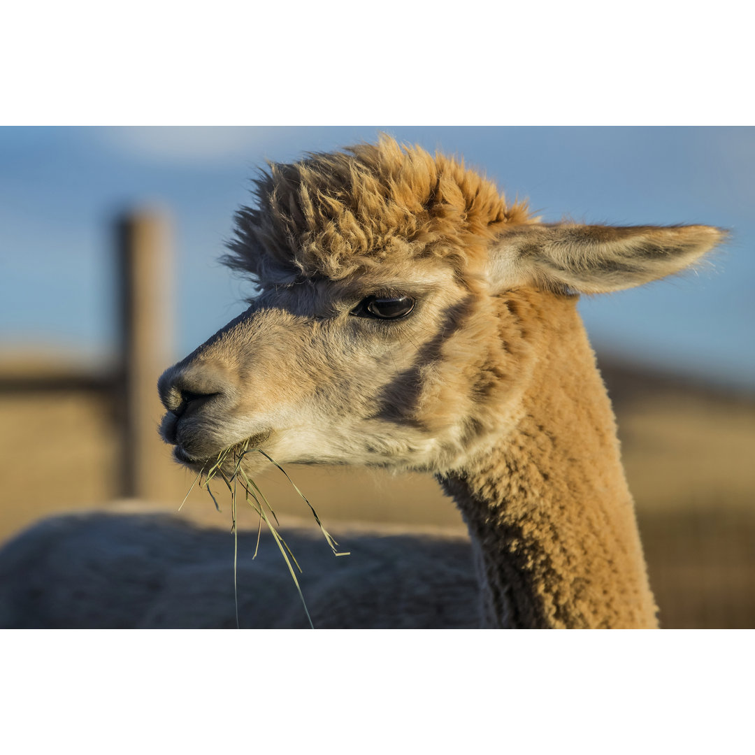 Leinwandbild Alpaca Portrait VI von Tyler Stockton