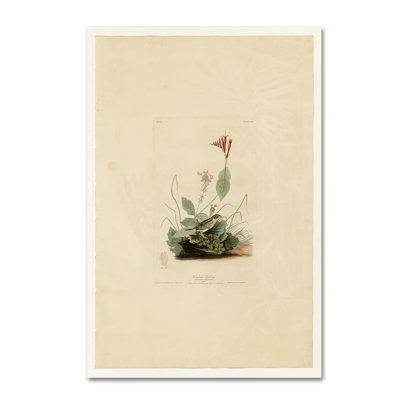 « henslows buntingplate 70 », reproduction sur toile tendue