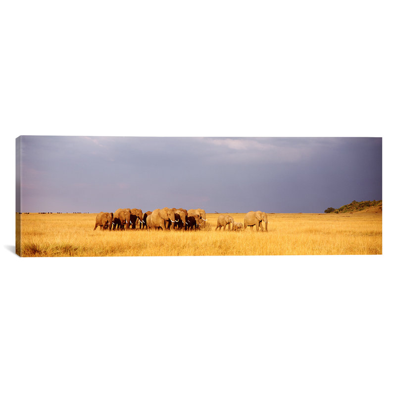 «Elephant Herd, Maasai Mara Kenya», reproduction de photo sur toile, H 20 po x l 60 po x P 1,5 po, Toile tendue