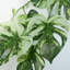 Hanging Plants 180cm Faux Plant