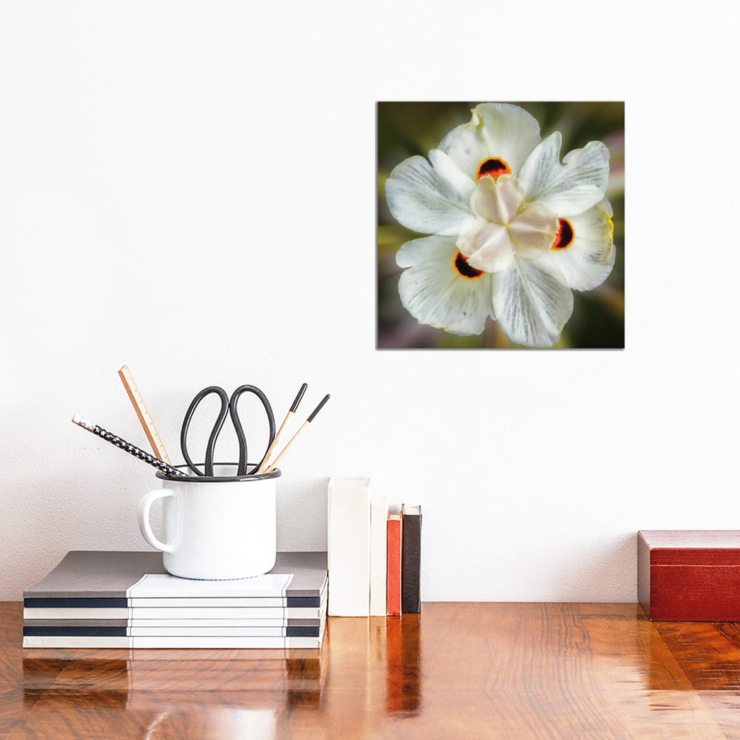 Close Up Of A White Flower by Glauco Meneghelli - Wrapped Canvas Print