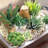 Primrue Live Flowering Plant in Plastic Planter
